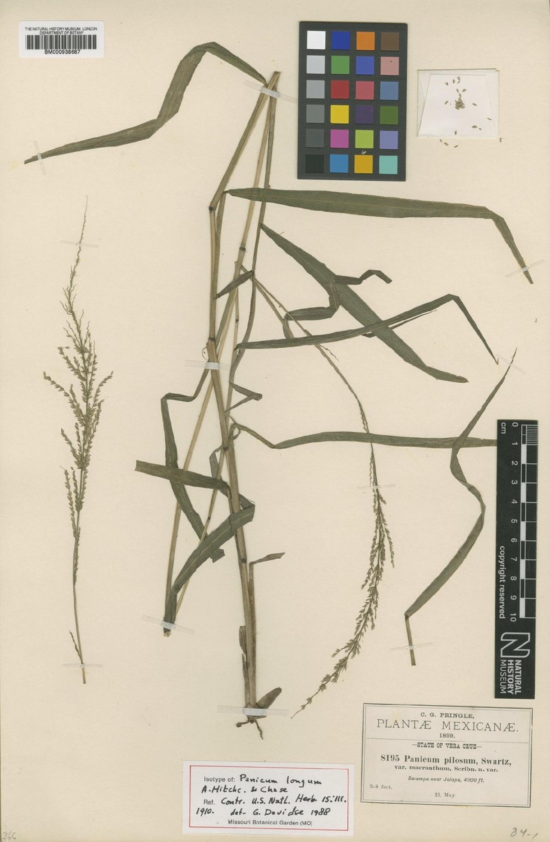 Hymenachne longa