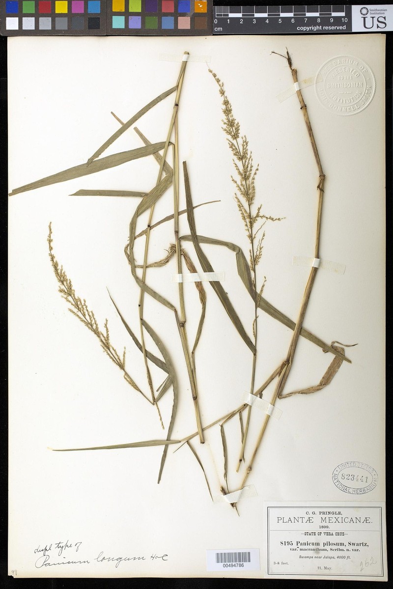 Hymenachne longa photo 2