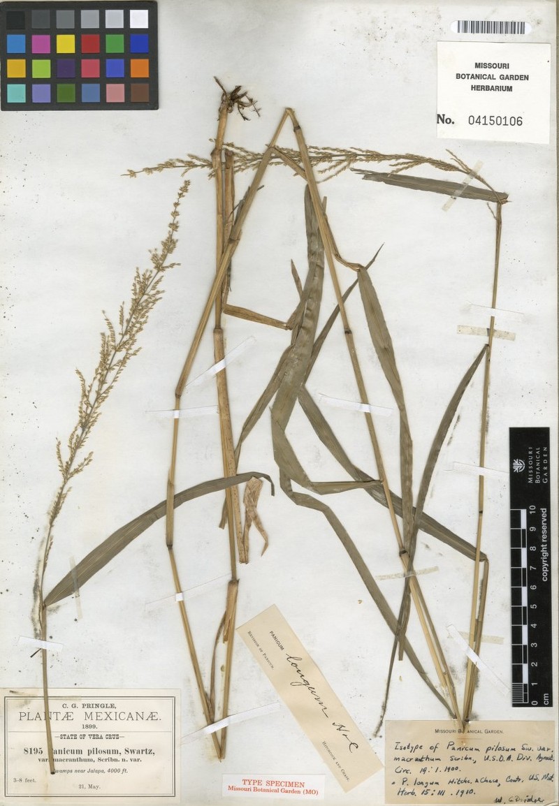 Hymenachne longa photo 3