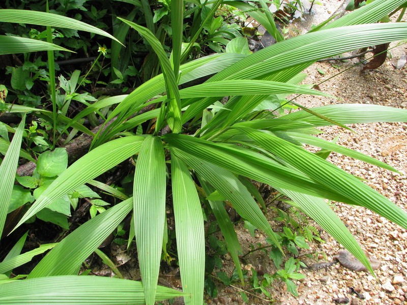 Hymenachne stagnatilis