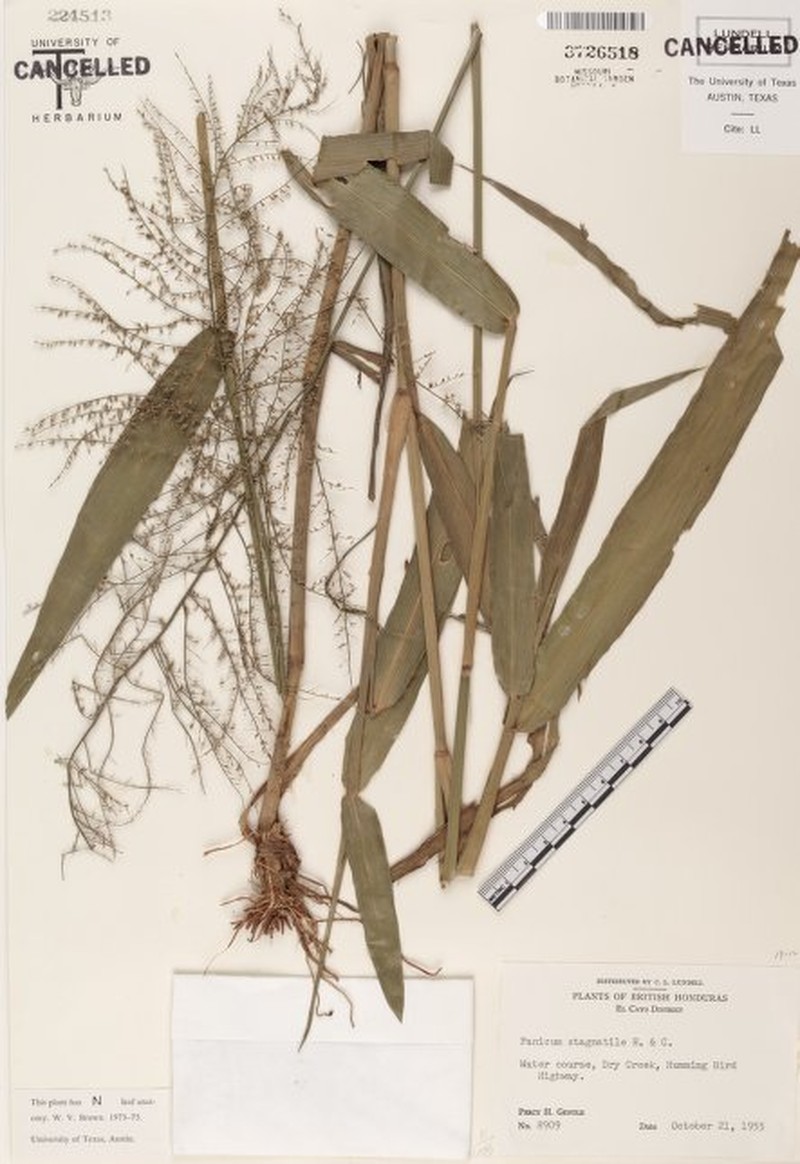 Hymenachne stagnatilis photo 2