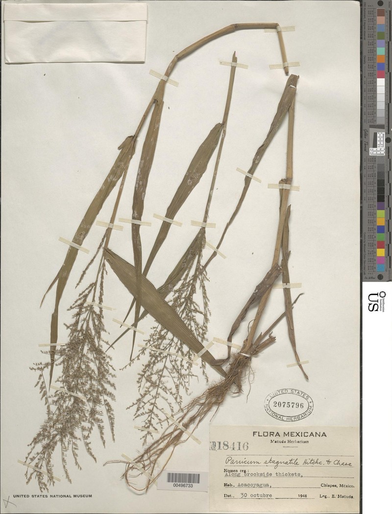 Hymenachne stagnatilis photo 3