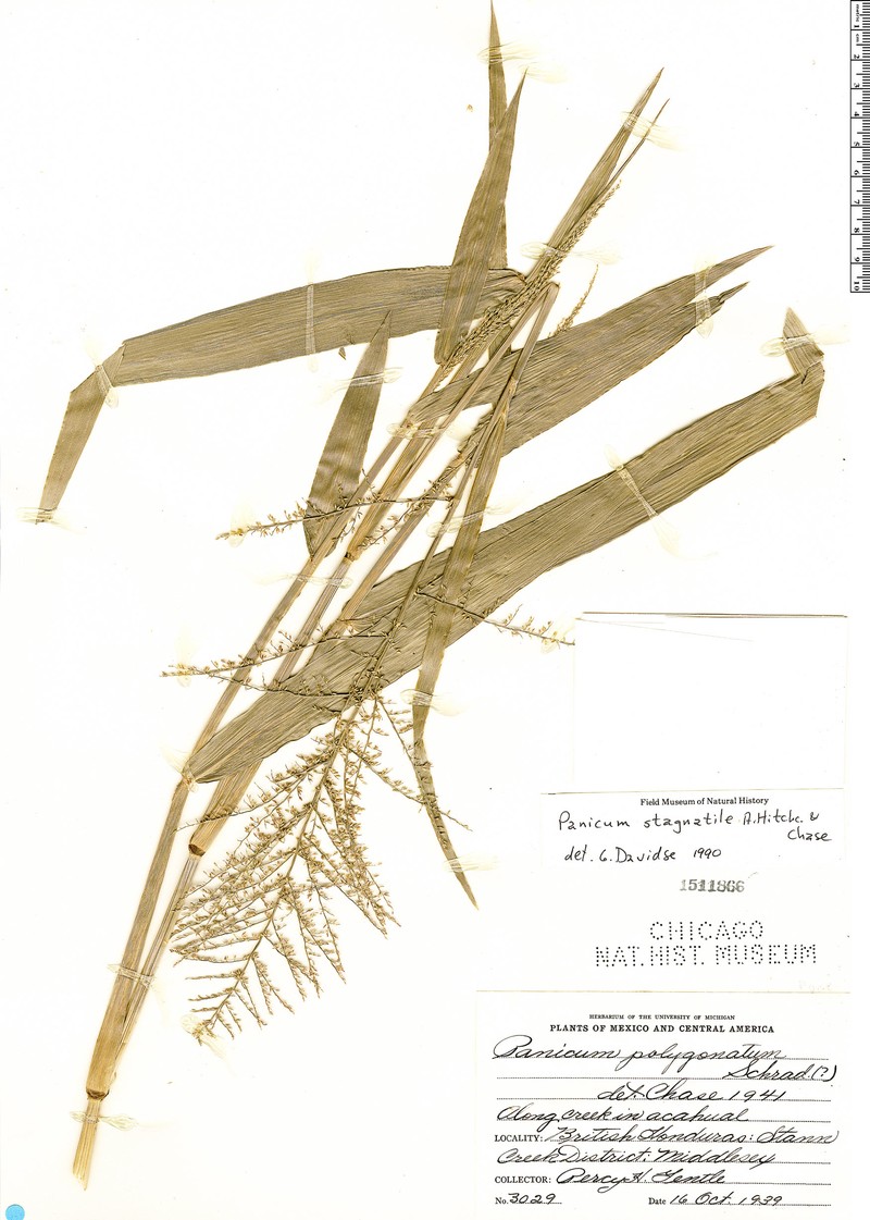 Hymenachne stagnatilis photo 4