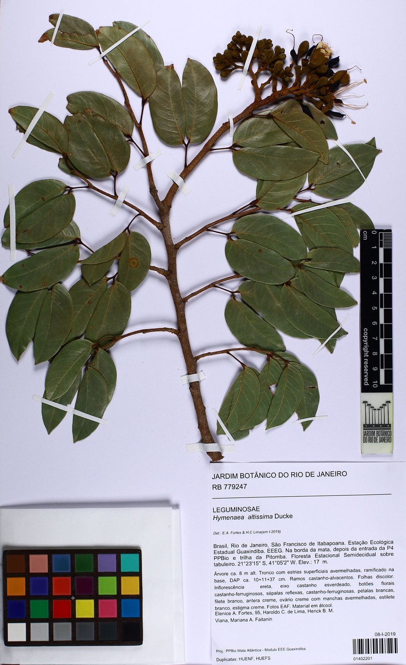 Hymenaea altissima