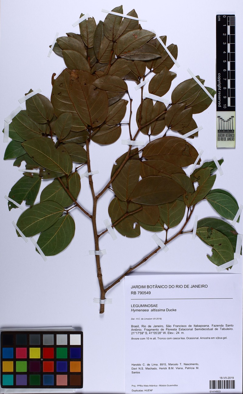 Hymenaea altissima photo 2