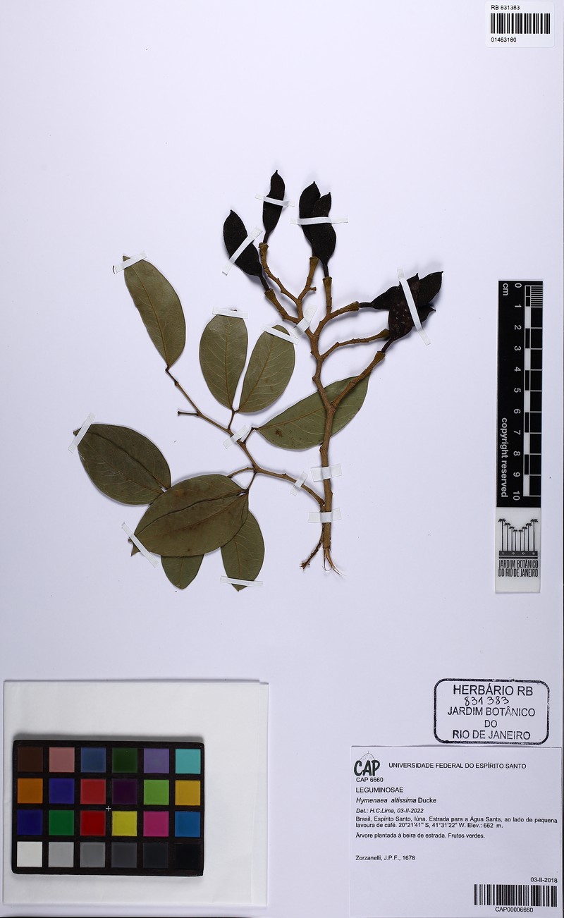 Hymenaea altissima photo 3