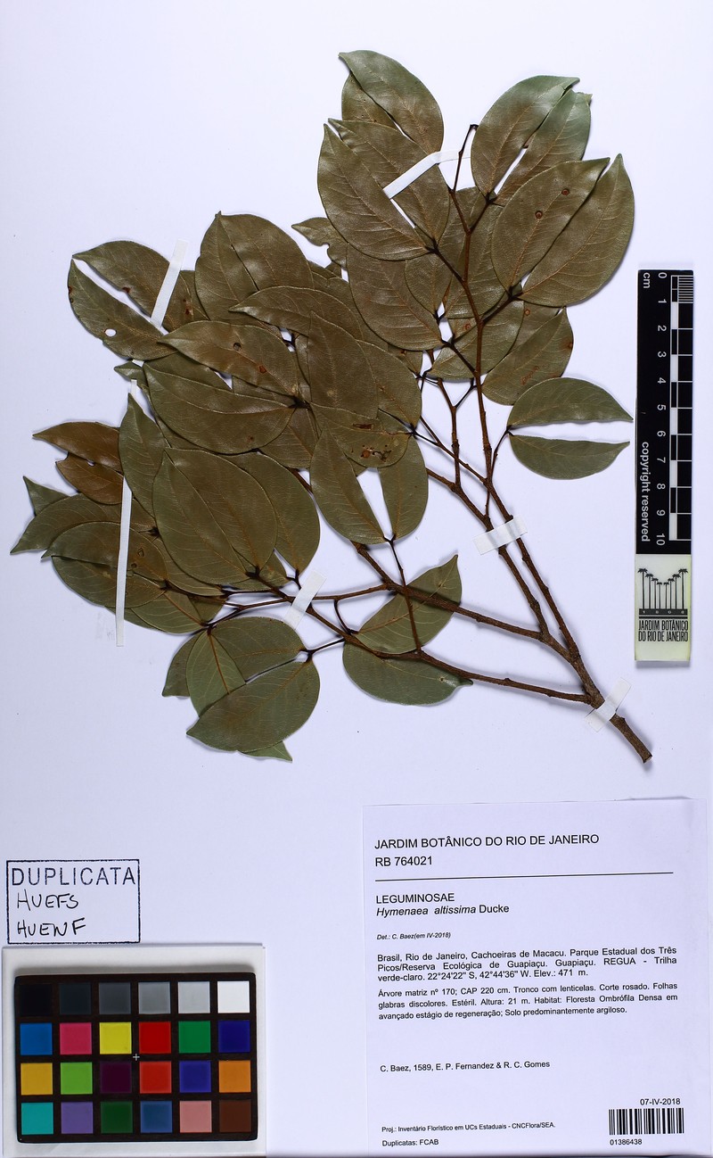 Hymenaea altissima photo 4