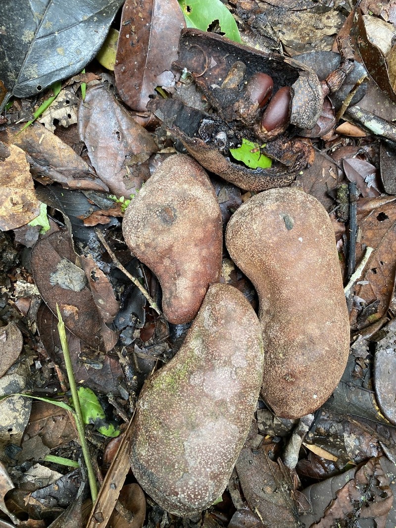 Hymenaea aurea