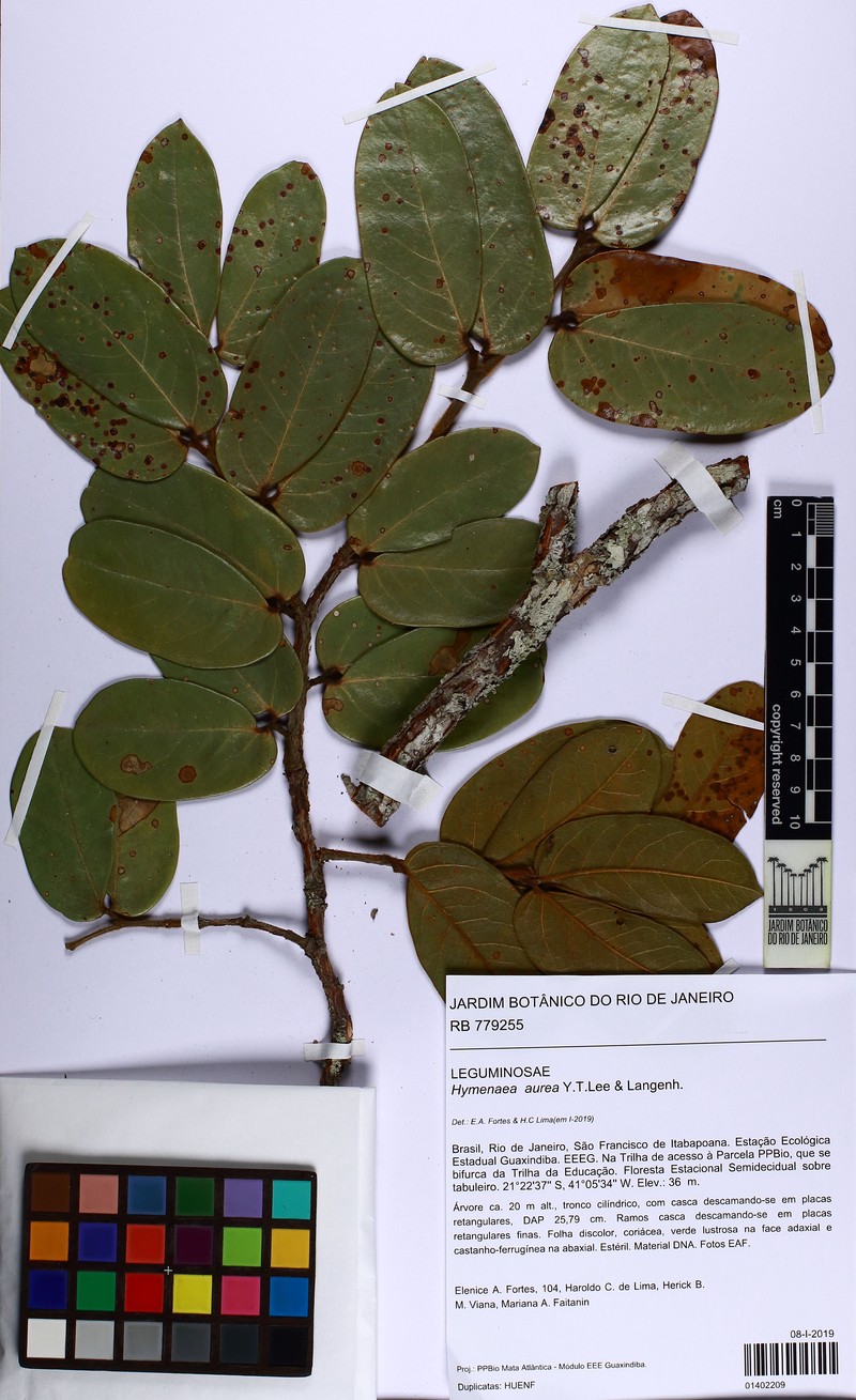 Hymenaea aurea photo 3