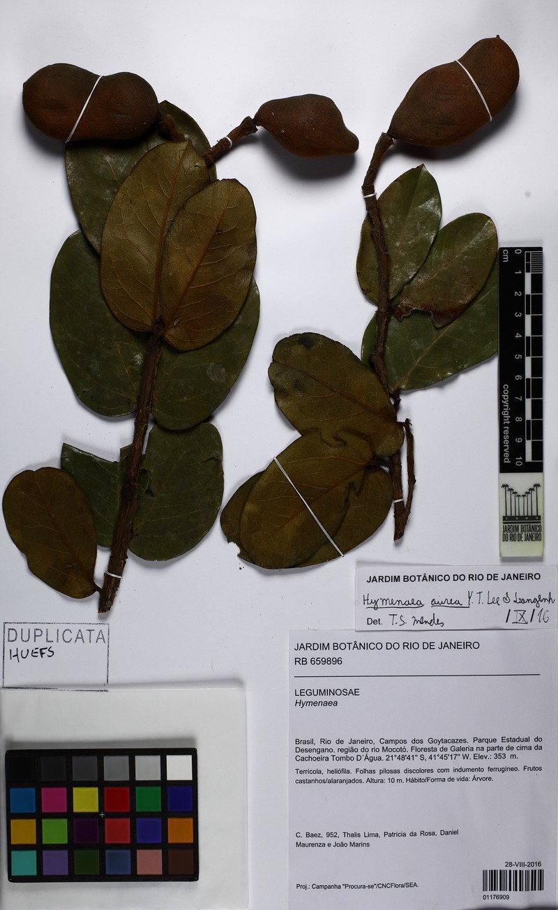 Hymenaea aurea photo 4