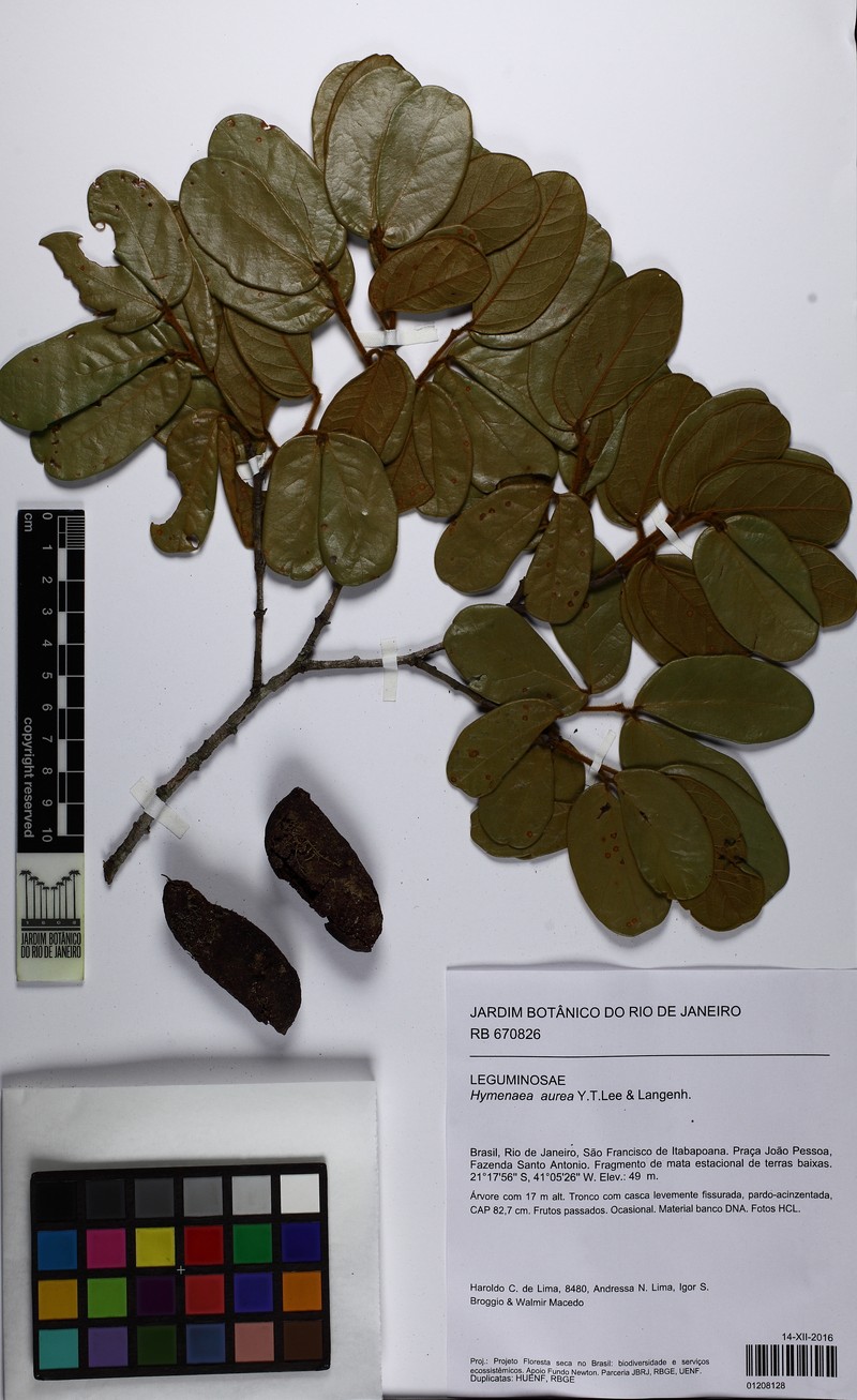 Hymenaea aurea photo 5
