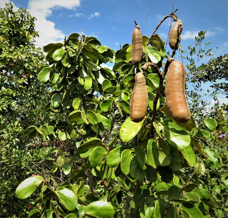 Hymenaea eriogyne