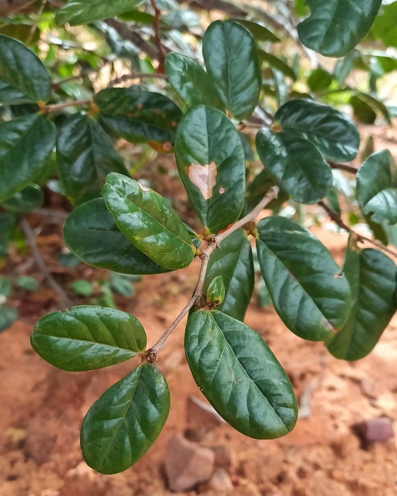 Hymenaea eriogyne photo 2