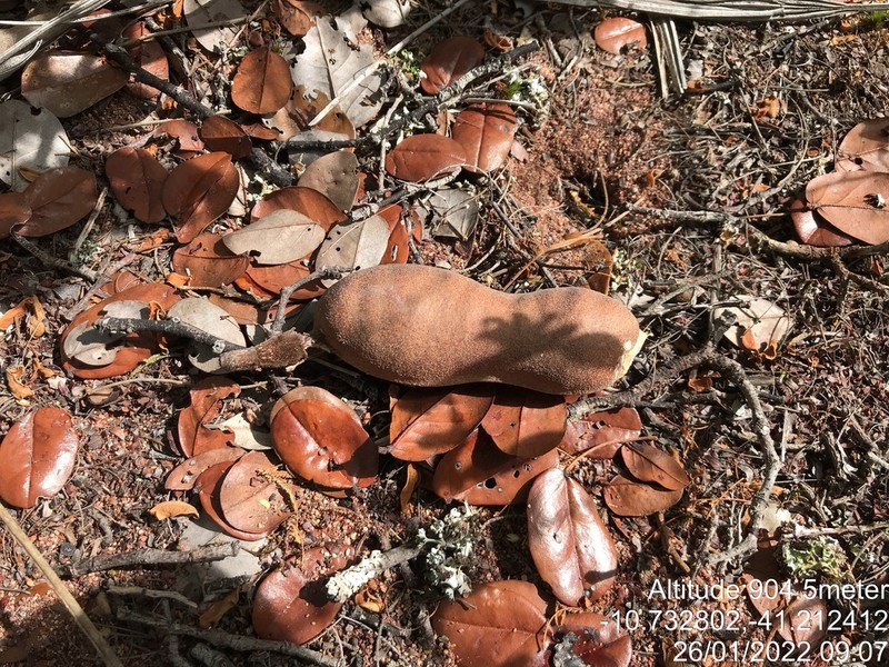 Hymenaea eriogyne photo 3