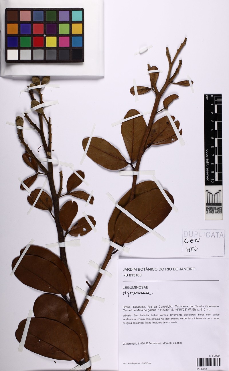 Hymenaea eriogyne photo 4