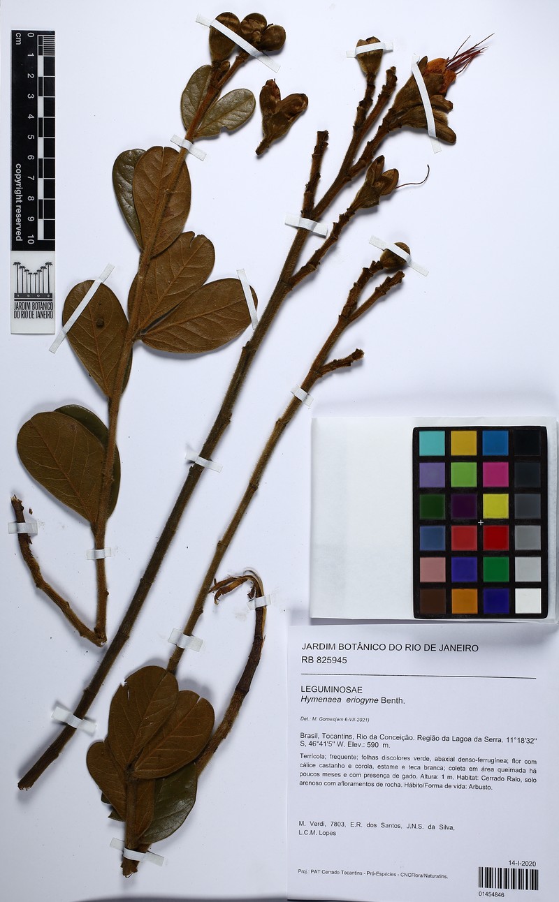 Hymenaea eriogyne photo 5