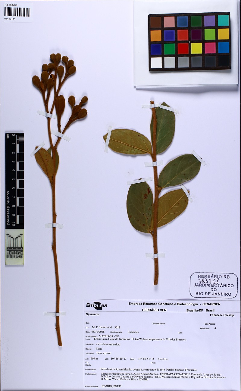 Hymenaea eriogyne photo 6