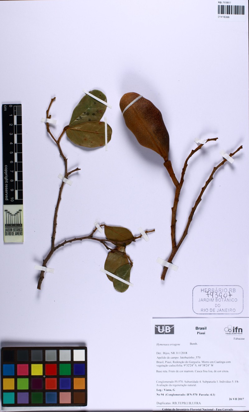 Hymenaea eriogyne photo 7