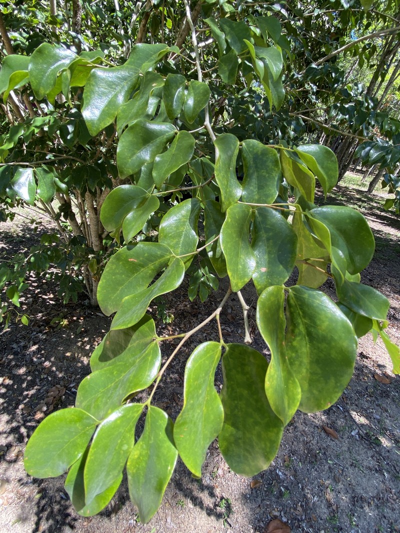 Hymenaea fariana photo 2
