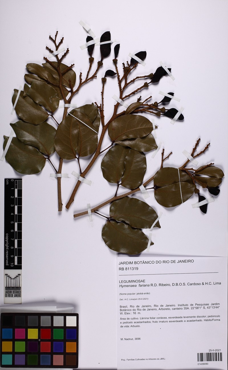 Hymenaea fariana photo 3