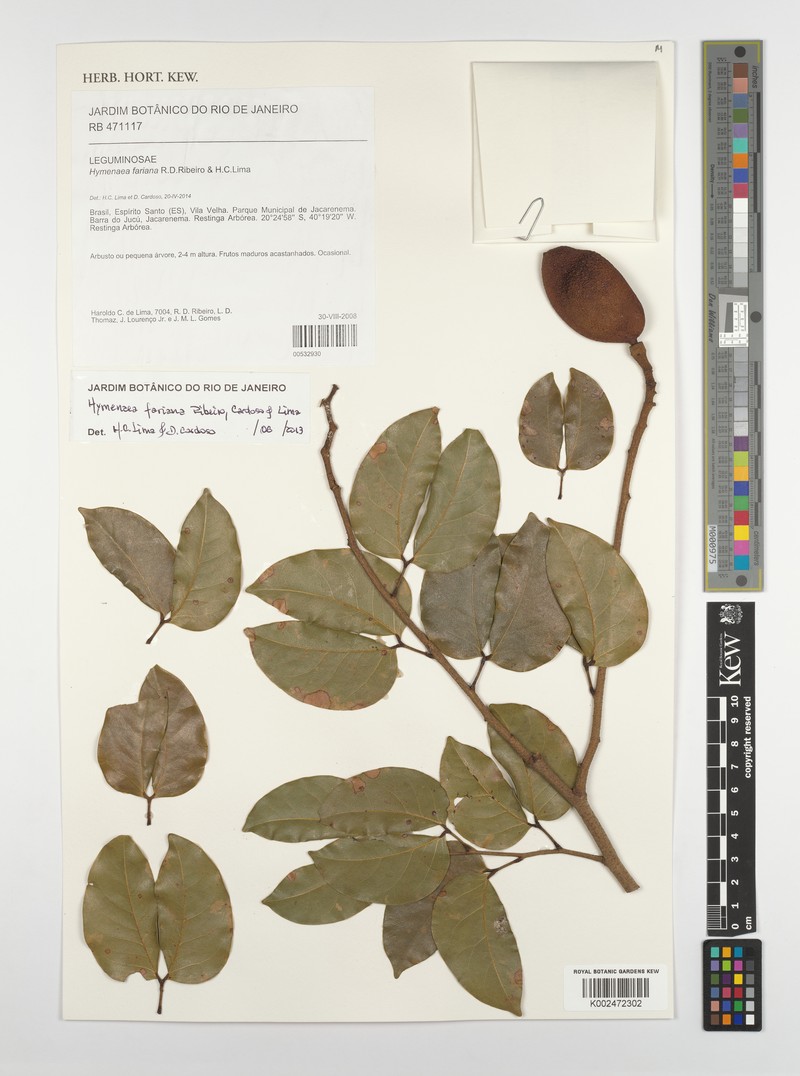 Hymenaea fariana photo 4