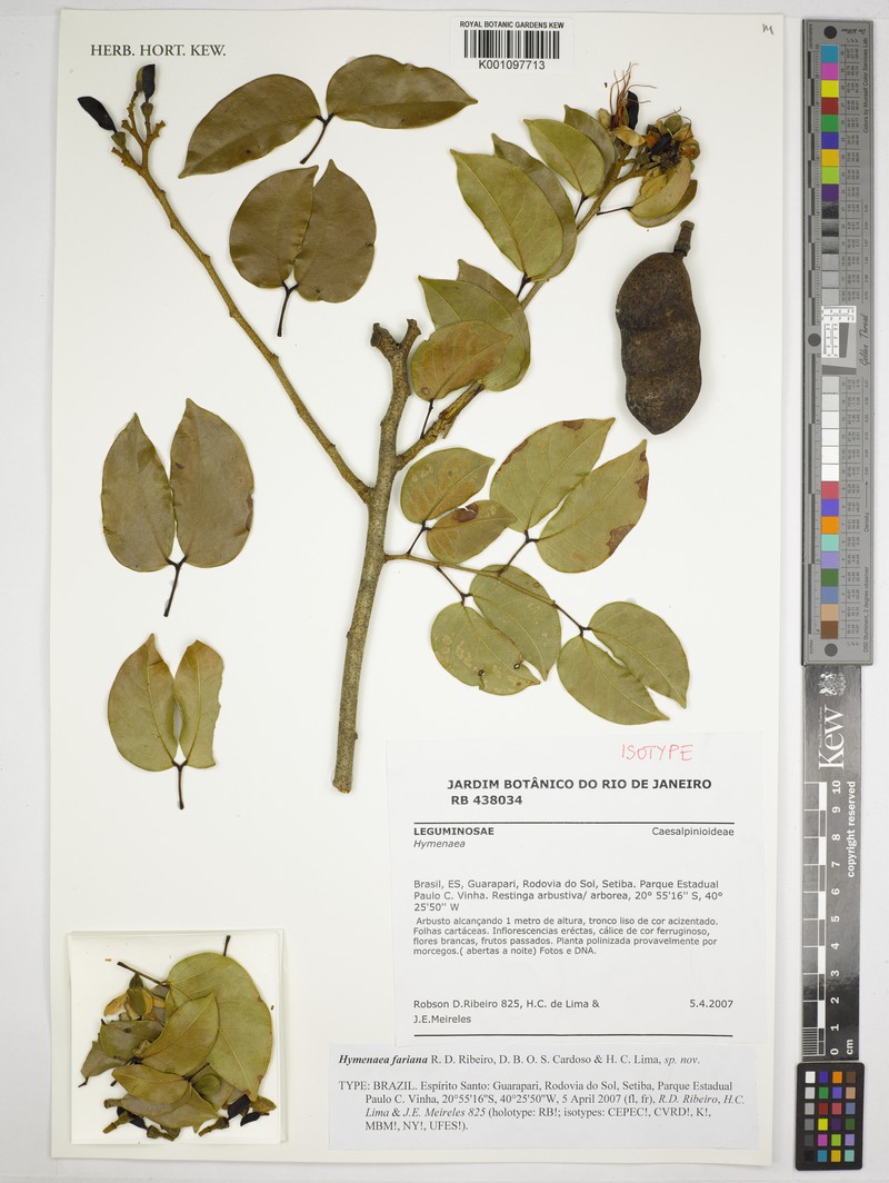 Hymenaea fariana photo 5