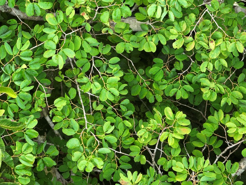Hymenaea intermedia photo 2