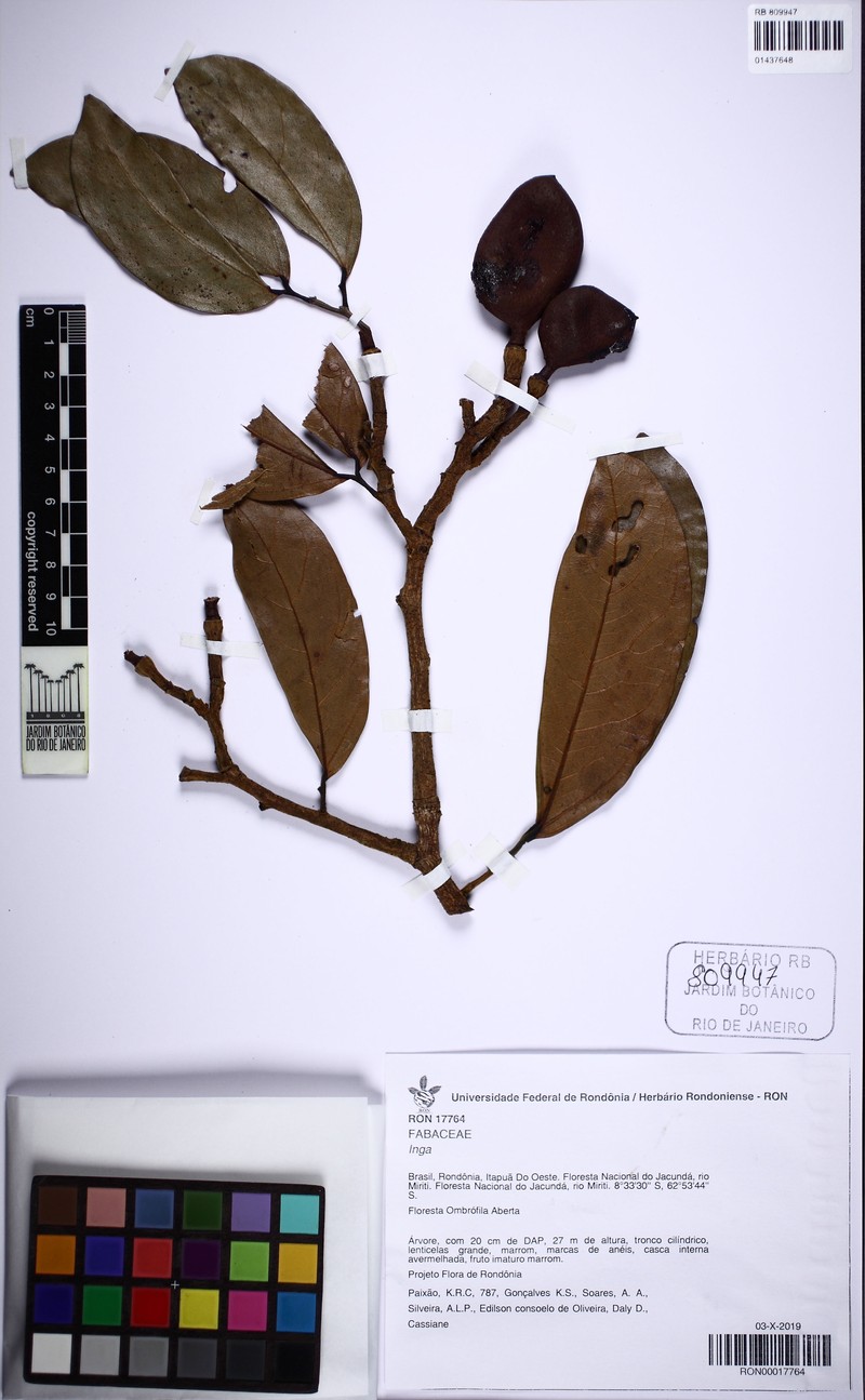 Hymenaea intermedia photo 3