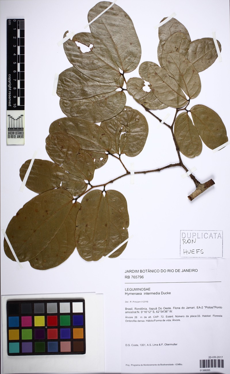 Hymenaea intermedia photo 4
