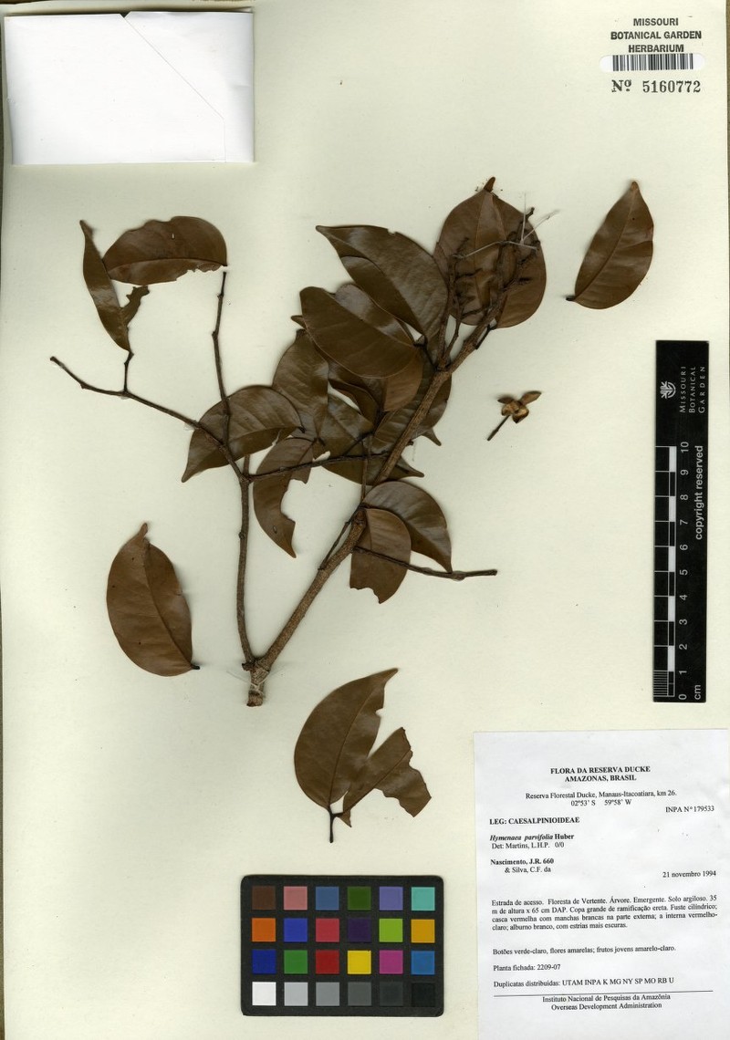 Hymenaea jeaniana
