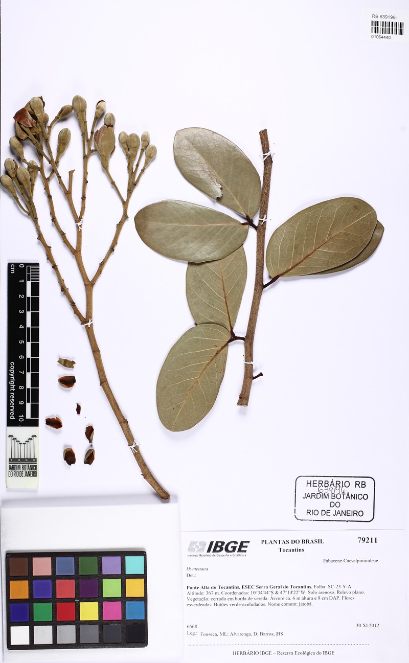 Hymenaea maranhensis
