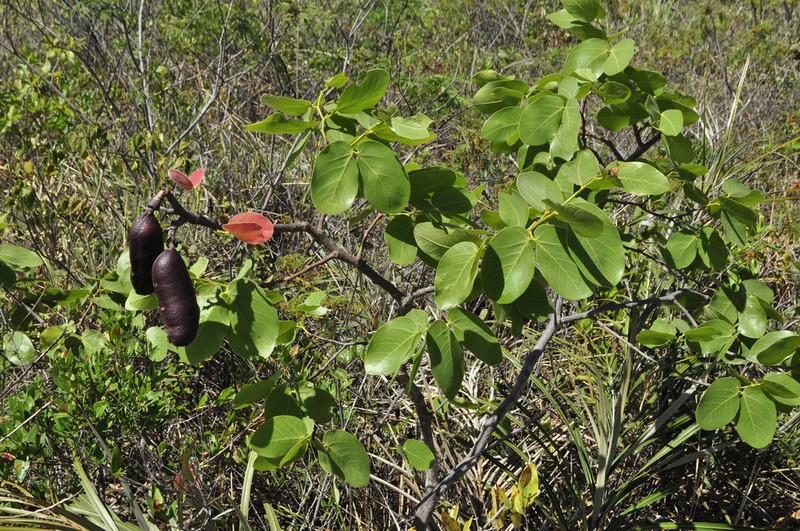 Hymenaea martiana