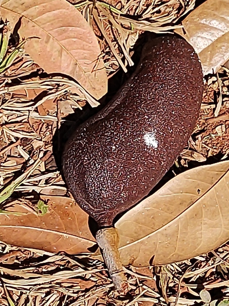 Hymenaea martiana photo 2