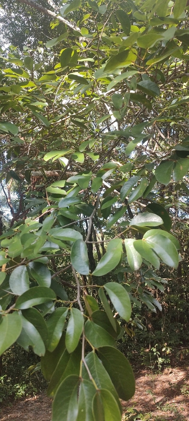Hymenaea martiana photo 3