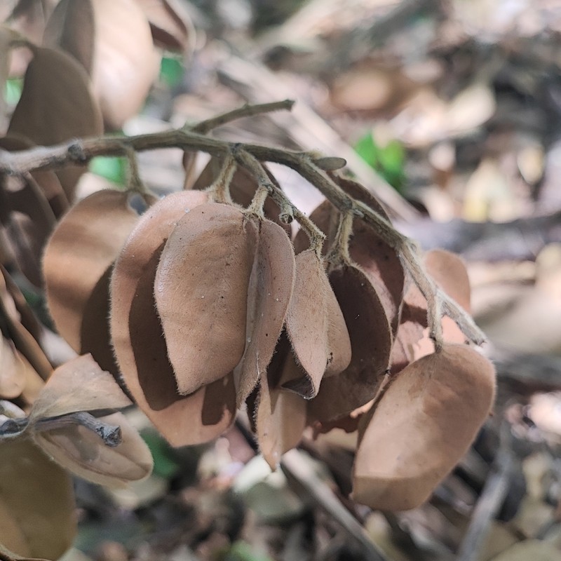 Hymenaea martiana photo 5