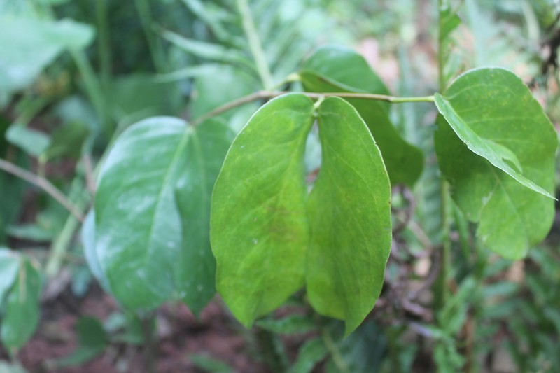 Hymenaea martiana photo 8