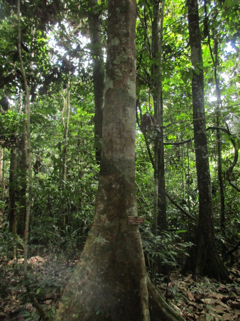 Hymenaea oblongifolia