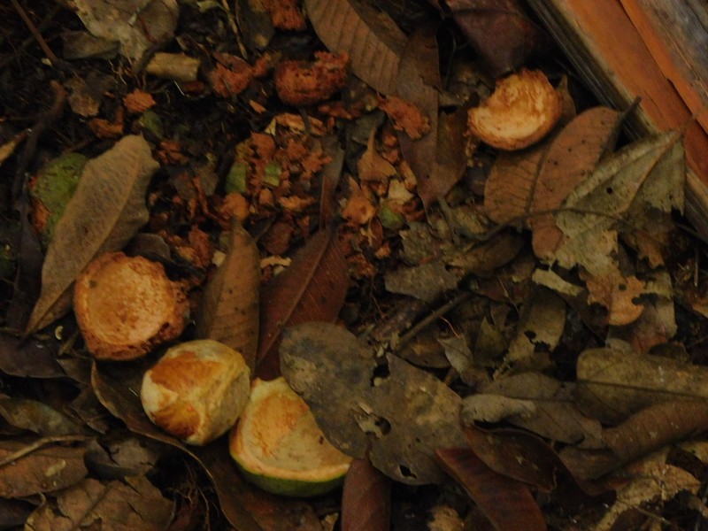 Hymenaea oblongifolia photo 2