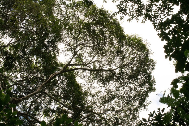 Hymenaea oblongifolia photo 3