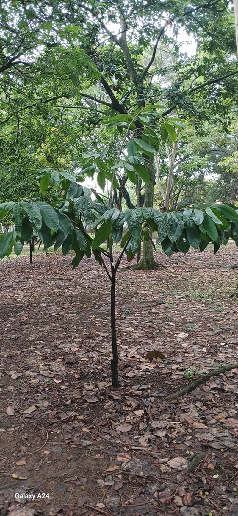 Hymenaea oblongifolia photo 4
