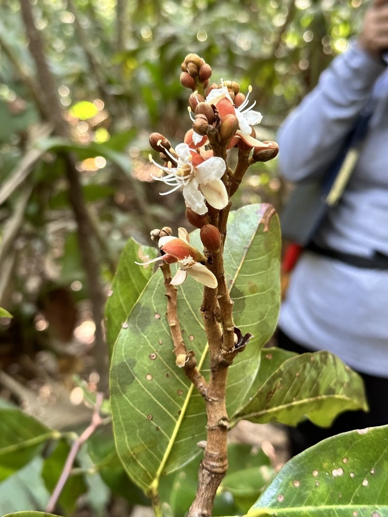 Hymenaea oblongifolia photo 5