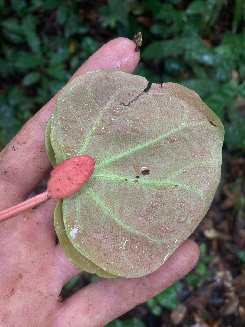 Hymenaea oblongifolia photo 6