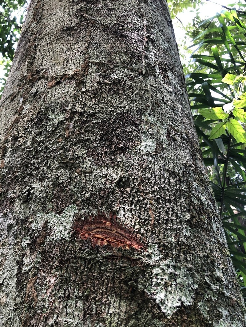 Hymenaea oblongifolia photo 7