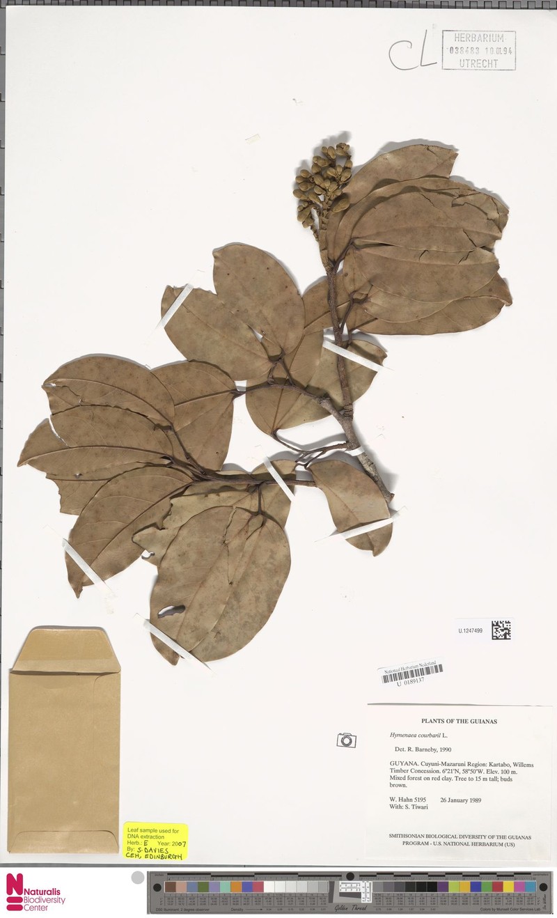 Hymenaea oblongifolia var. davisii