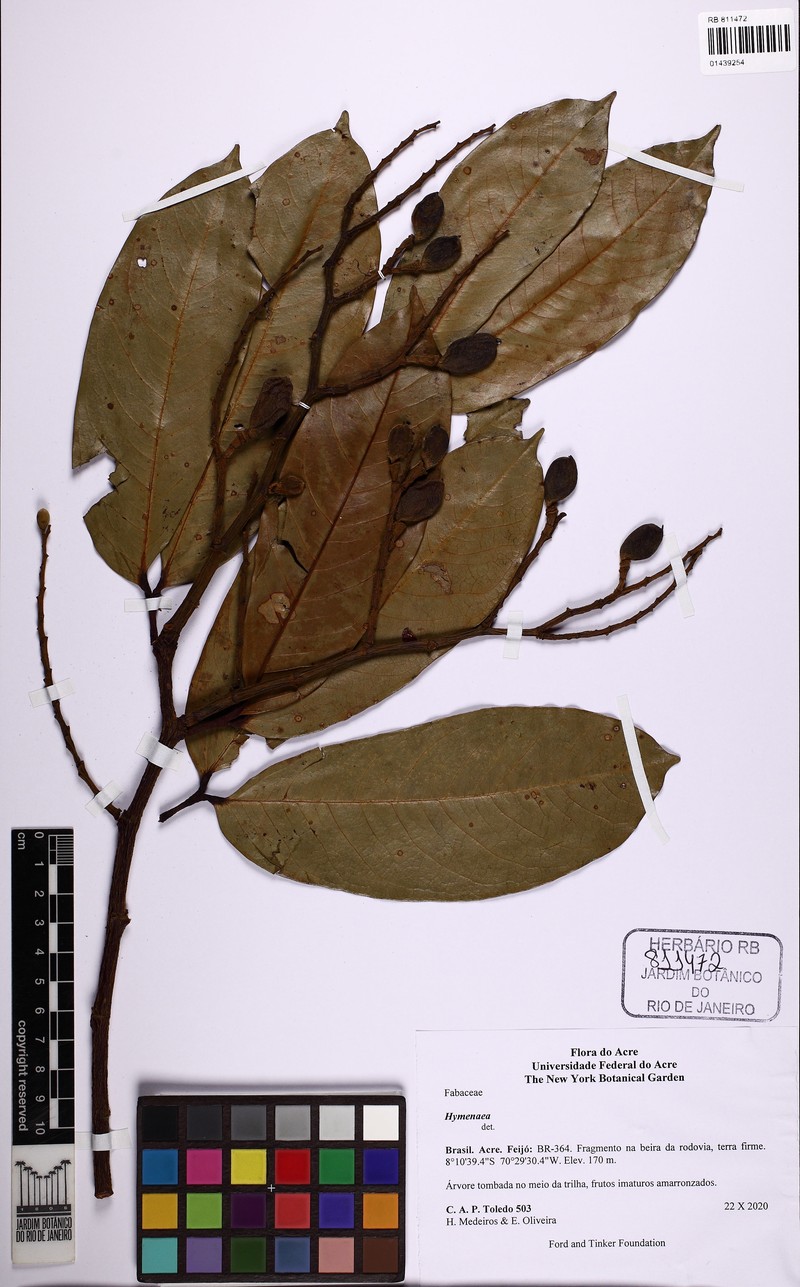 Hymenaea oblongifolia var. oblongifolia