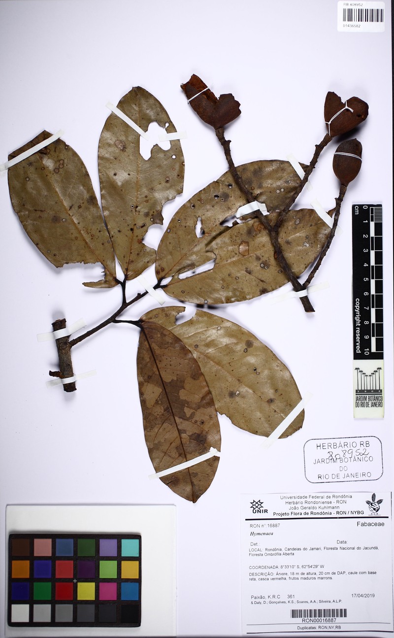 Hymenaea oblongifolia var. oblongifolia photo 2