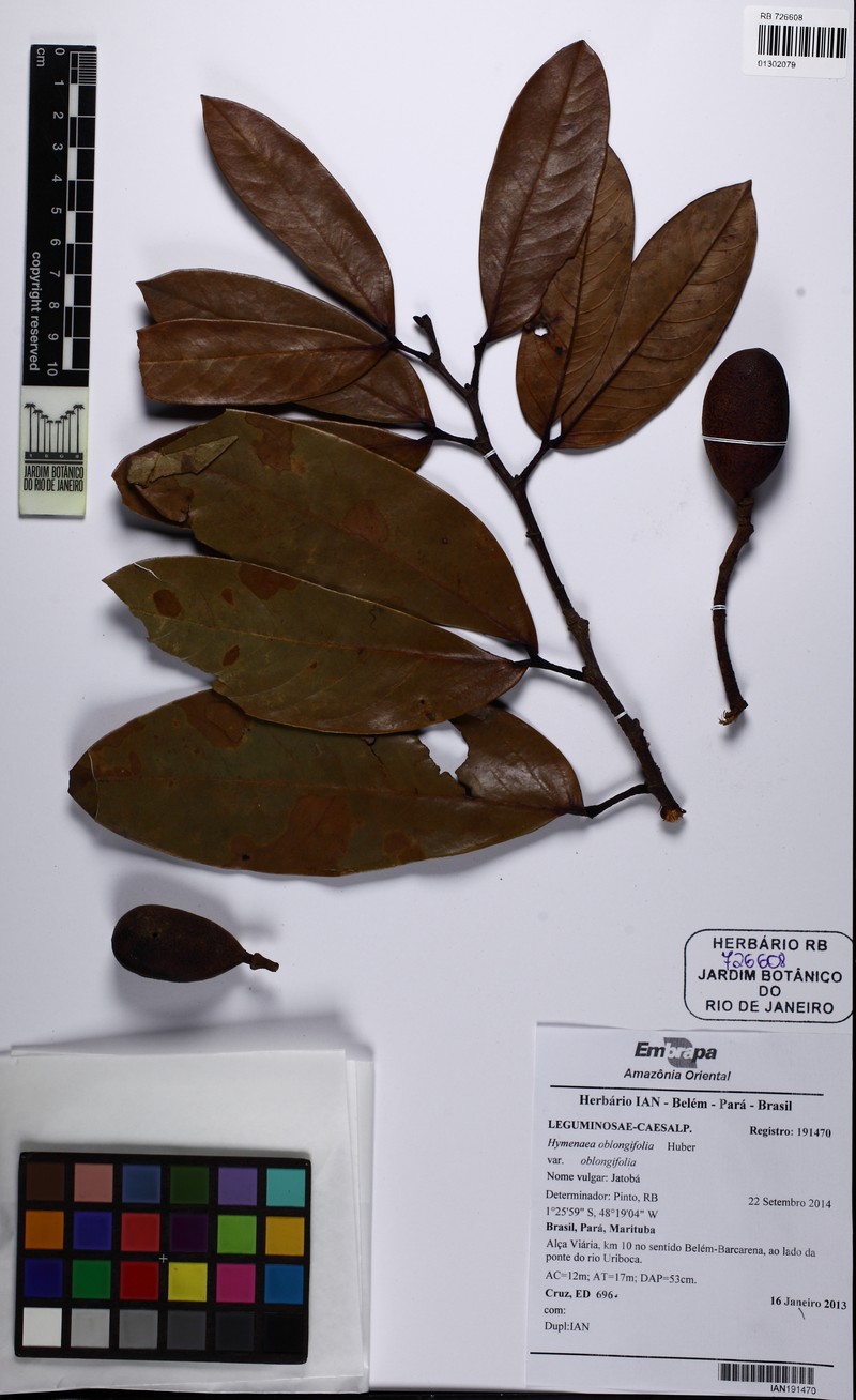 Hymenaea oblongifolia var. oblongifolia photo 3