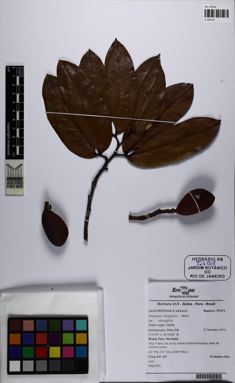 Hymenaea oblongifolia var. oblongifolia photo 4