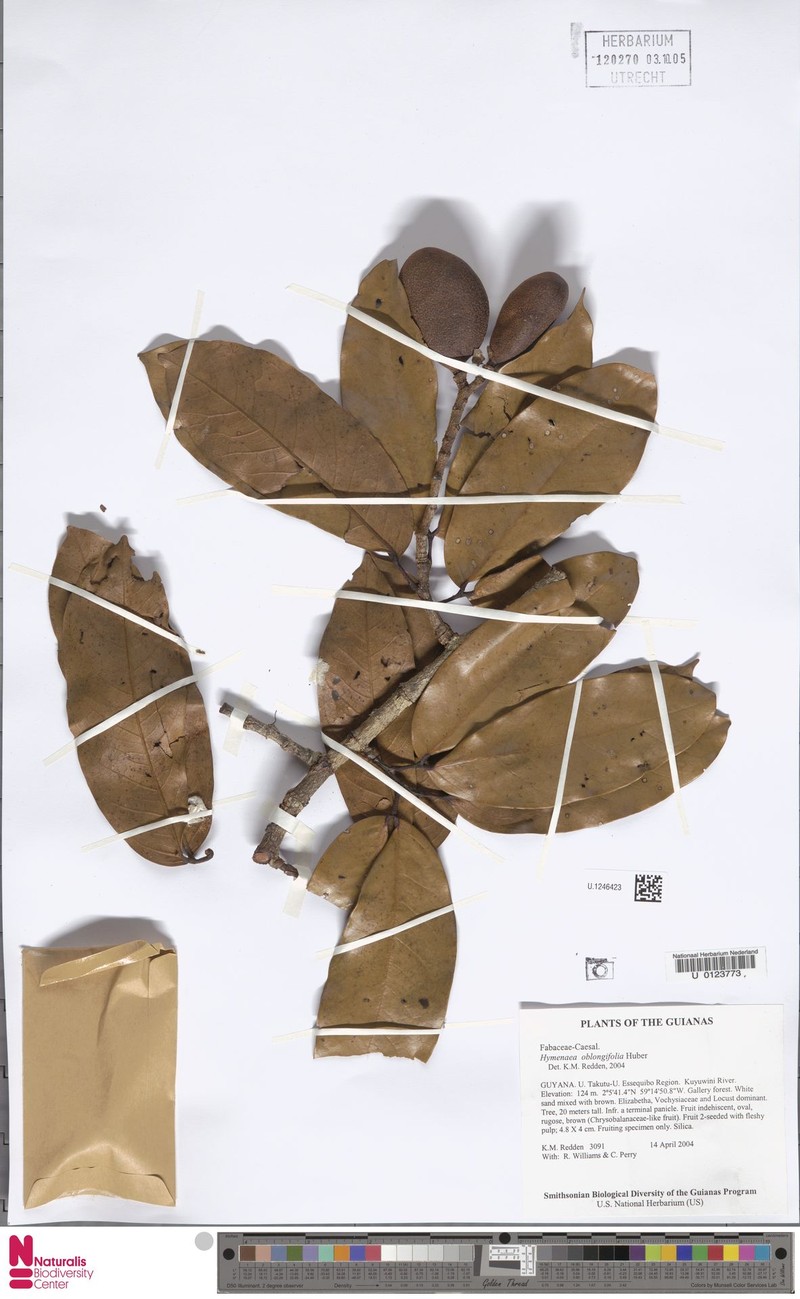 Hymenaea oblongifolia var. palustris