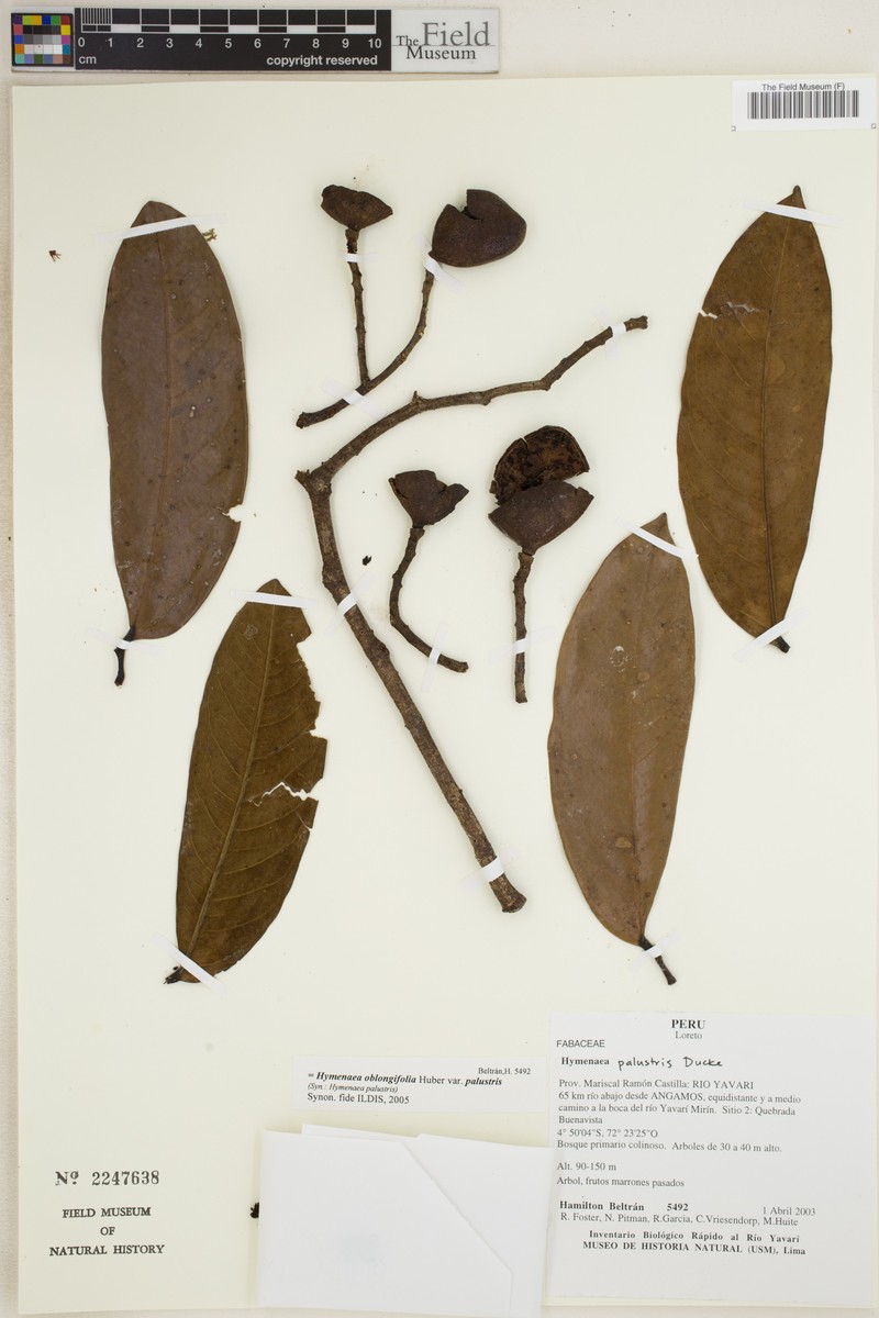 Hymenaea oblongifolia var. palustris photo 2